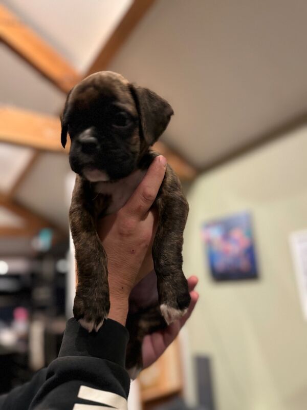 beautiful boxer puppies for sale in Crediton, Devon - Image 6