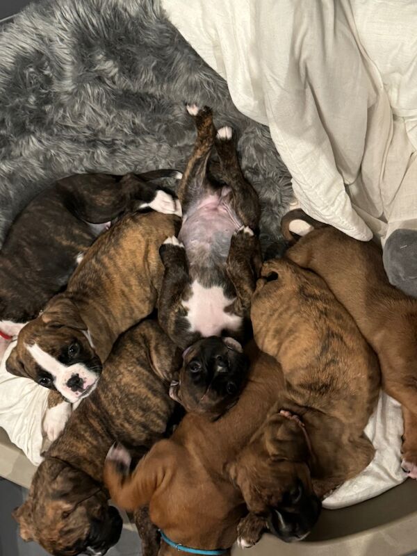 beautiful boxer puppies for sale in Crediton, Devon - Image 7