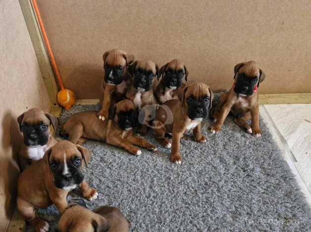 Beautiful boxer puppies for sale in Exeter, Devon