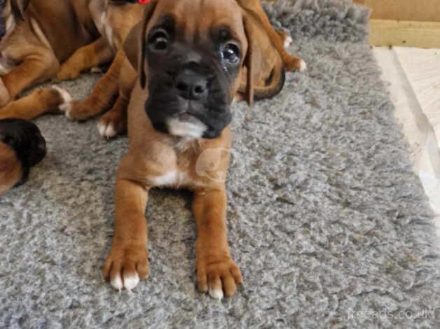 Beautiful boxer puppies for sale in Exeter, Devon - Image 2