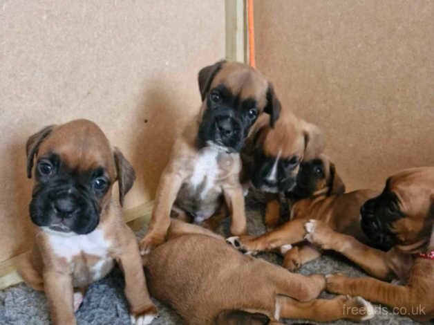 Beautiful boxer puppies for sale in Exeter, Devon - Image 3