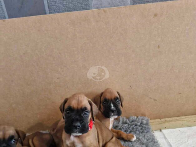 Beautiful boxer puppies for sale in Exeter, Devon - Image 4