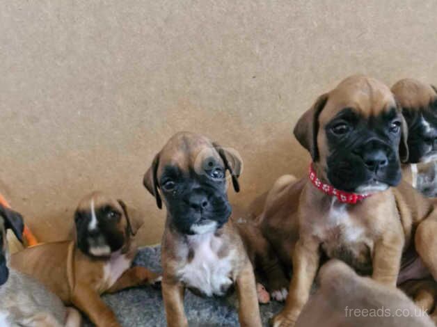 Beautiful boxer puppies for sale in Exeter, Devon - Image 5