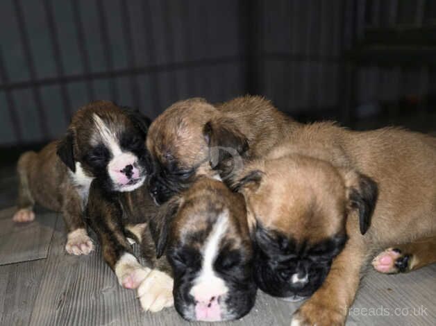 BEAUTIFUL BOXER PUPPIES for sale in Rowley Regis, West Midlands