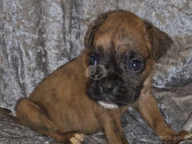 BEAUTIFUL BOXER PUPPIES for sale in Rowley Regis, West Midlands - Image 4