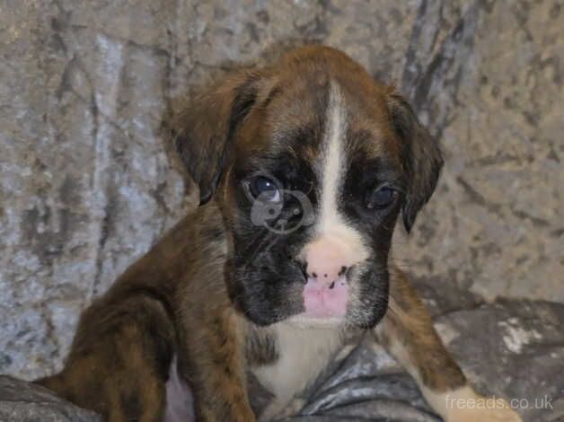 BEAUTIFUL BOXER PUPPIES for sale in Rowley Regis, West Midlands - Image 5