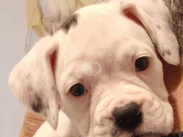 Beautiful boxer pups for sale in Gloucester, Gloucestershire