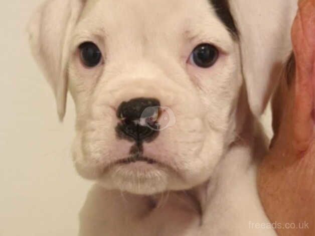 Beautiful boxer pups for sale in Gloucester, Gloucestershire - Image 2