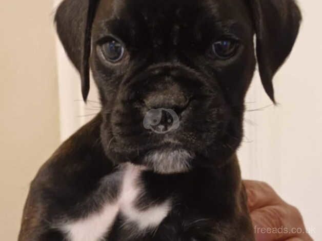 Beautiful boxer pups for sale in Gloucester, Gloucestershire - Image 3