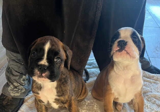 Beautiful boxer pups for sale in Fishguard/Abergwaun, Pembrokeshire