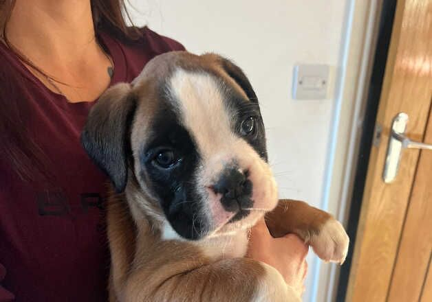 Beautiful boxer pups for sale in Fishguard/Abergwaun, Pembrokeshire - Image 2