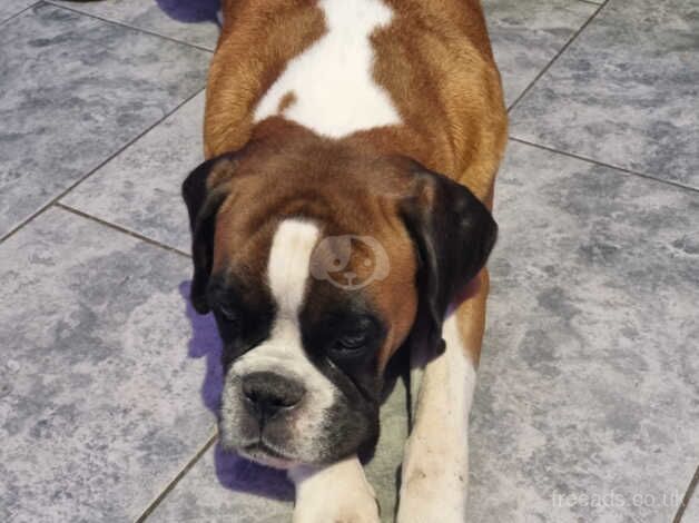 Beautiful female 5 year old boxer for sale in Weston-super-Mare, Somerset