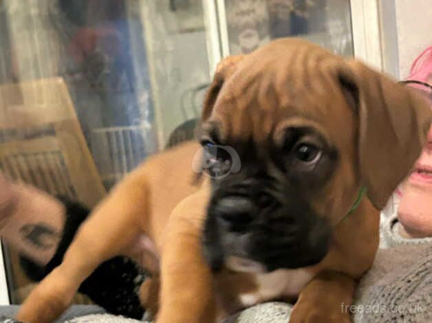 Beautiful kc registered bobtail boy boxer red with black mask for sale in Stourport-on-Severn