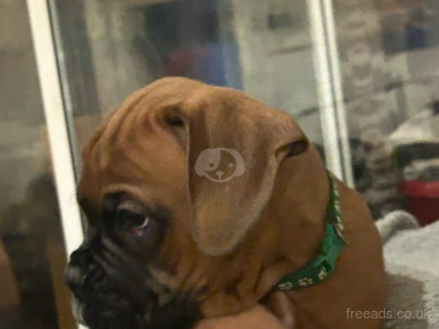 Beautiful kc registered bobtail boy boxer red with black mask for sale in Stourport-on-Severn - Image 2