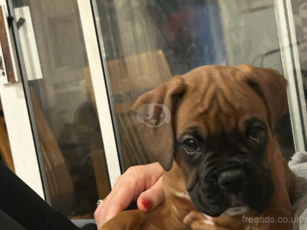 Beautiful kc registered bobtail boy boxer red with black mask for sale in Stourport-on-Severn - Image 3