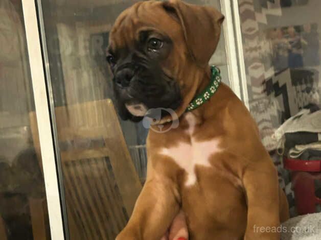 Beautiful kc registered bobtail boy boxer red with black mask for sale in Stourport-on-Severn - Image 4