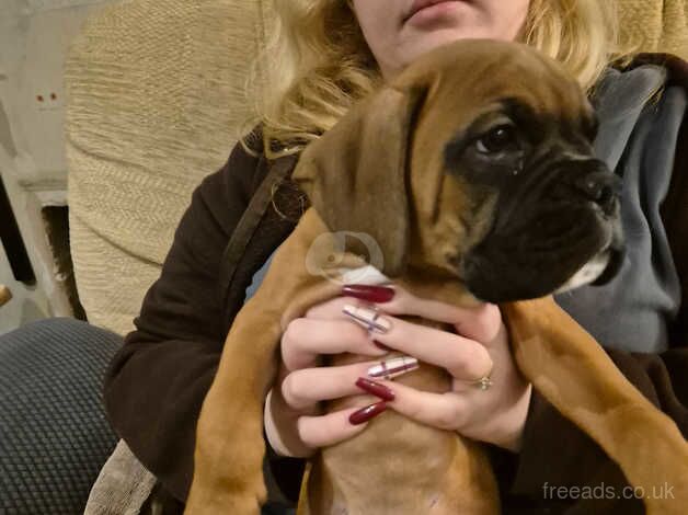 Beautiful kc registered bobtail boy boxer red with black mask for sale in Stourport-on-Severn - Image 5