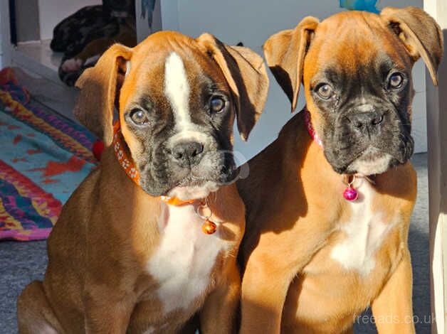 Beautiful KC Registered Boxer Puppies. Ready Now for sale in Worcester, Worcestershire