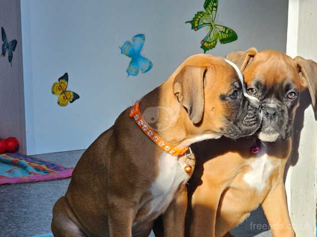 Beautiful KC Registered Boxer Puppies. Ready Now for sale in Worcester, Worcestershire - Image 2