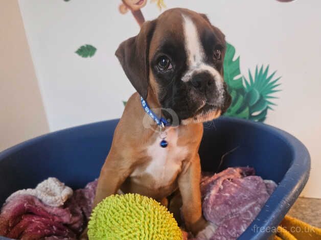 Beautiful KC Registered Boxer Puppies. Ready Now for sale in Worcester, Worcestershire - Image 3