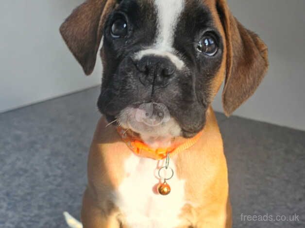 Beautiful KC Registered Boxer Puppies. Ready Now for sale in Worcester, Worcestershire - Image 4