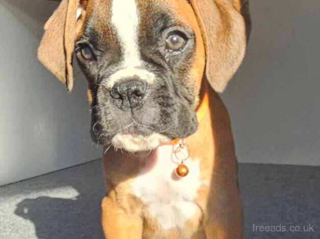 Beautiful KC Registered Boxer Puppies. Ready Now for sale in Worcester, Worcestershire - Image 5