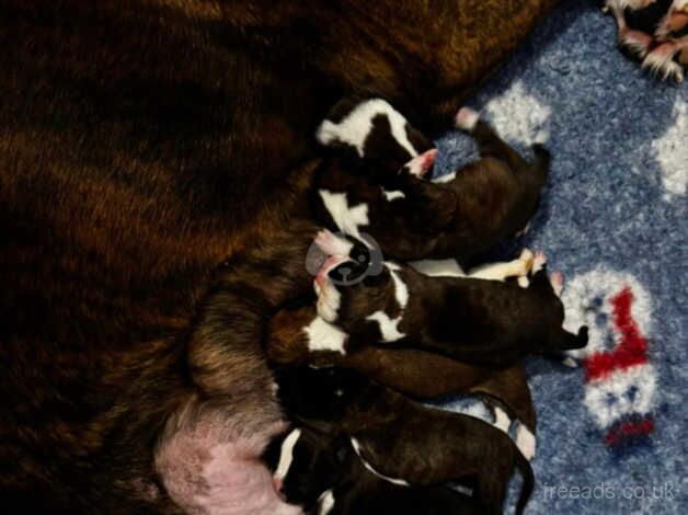 Beautiful kennel club boxer puppies for sale in Plymouth, Devon