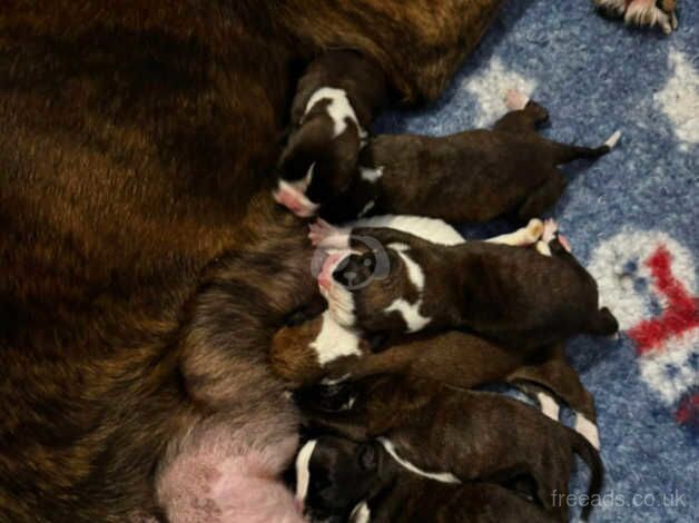 Beautiful kennel club boxer puppies for sale in Plymouth, Devon - Image 2