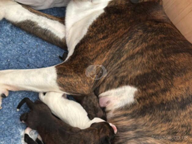 Beautiful kennel club boxer puppies for sale in Plymouth, Devon - Image 3