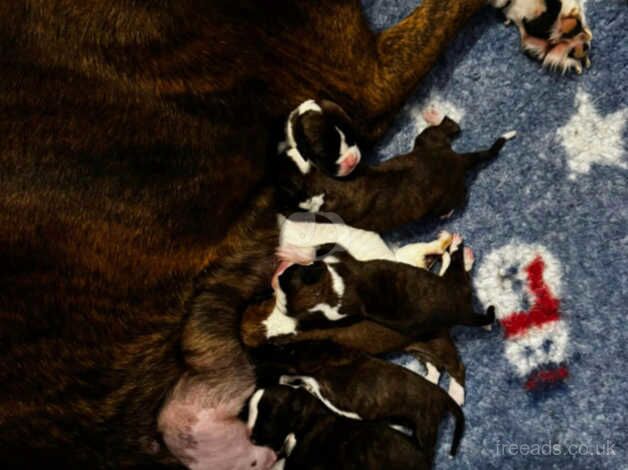 Beautiful kennel club boxer puppies for sale in Plymouth, Devon - Image 4