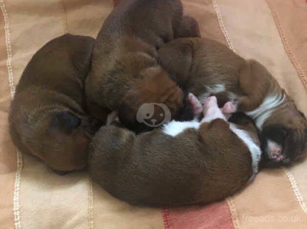 Bobtail Boxer Puppies for sale in Beaworthy, Devon