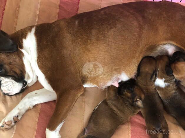 Bobtail Boxer Puppies for sale in Beaworthy, Devon - Image 3