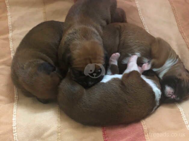 Bobtail Boxer Puppies for sale in Beaworthy, Devon - Image 5