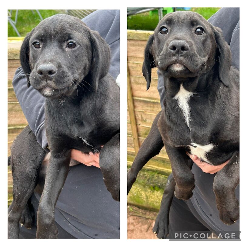 Boxador puppies for sale in Kidderminster, Worcestershire - Image 3