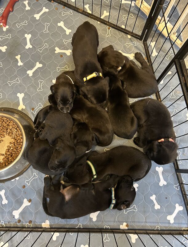 Boxador puppies for sale in Kidderminster, Worcestershire - Image 4