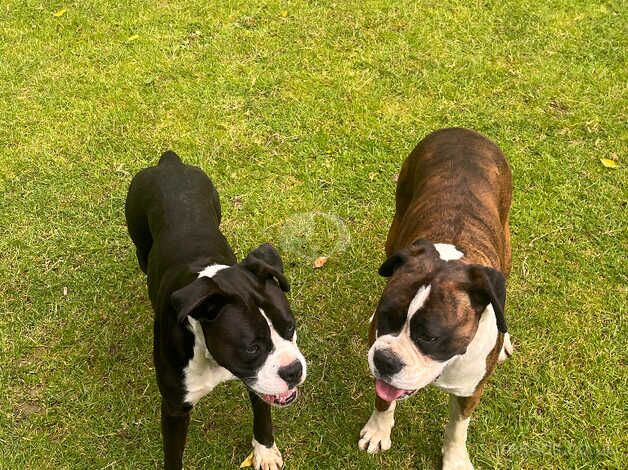 Boxer bitch for sale in Canterbury, Kent - Image 1