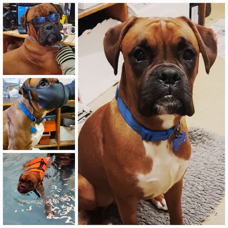 Boxer bobtail for stud for sale in Telford, Shropshire