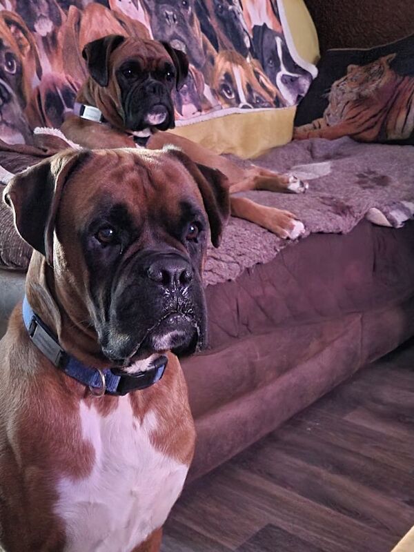 Boxer bobtail for stud for sale in Telford, Shropshire - Image 2