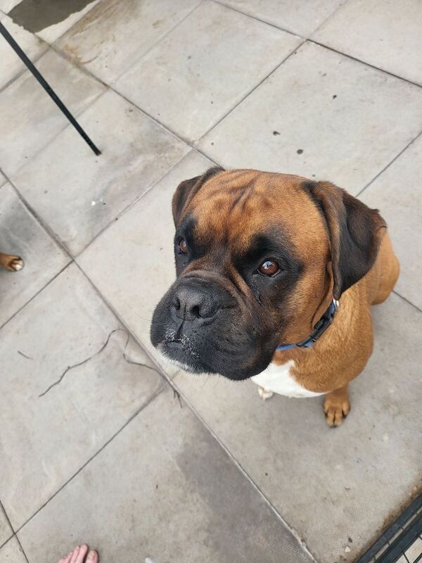 Boxer bobtail for stud for sale in Telford, Shropshire - Image 3