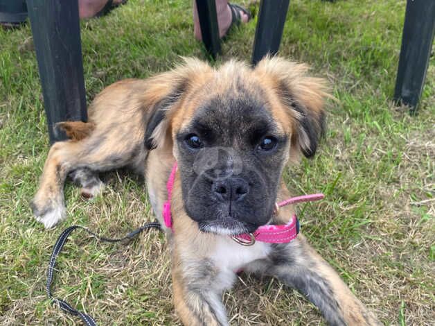 Boxer cross fluffy Frenchie for sale in Horsley Woodhouse, Derbyshire