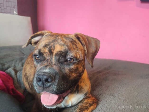 Boxer cross pup for sale in Hull, East Riding Of Yorkshire - Image 3