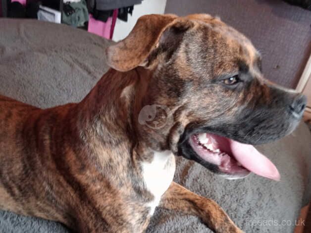 Boxer cross pup for sale in Hull, East Riding Of Yorkshire - Image 4