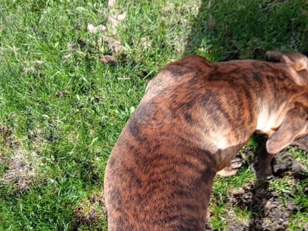 Boxer cross pup for sale in Hull, East Riding Of Yorkshire - Image 5