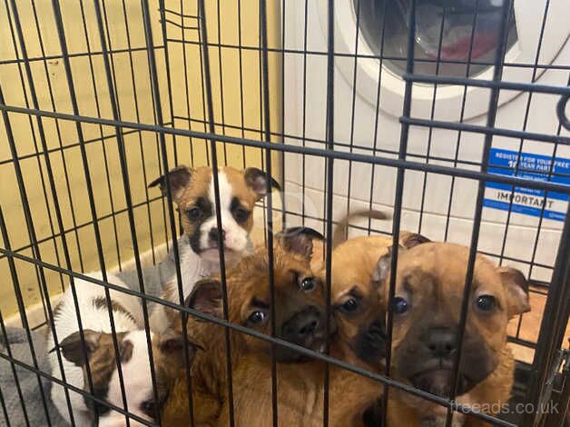 Boxer cross puppies for sale in Horsley Woodhouse, Derbyshire