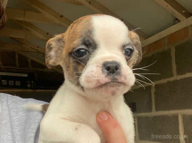 Boxer cross puppies for sale in Horsley Woodhouse, Derbyshire - Image 2