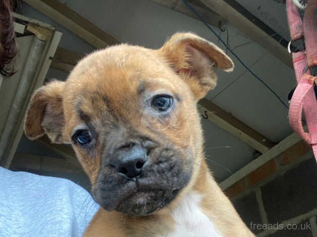 Boxer cross puppies for sale in Horsley Woodhouse, Derbyshire - Image 3