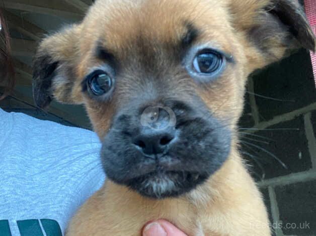 Boxer cross puppies for sale in Horsley Woodhouse, Derbyshire - Image 4