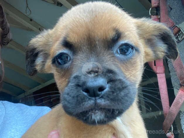 Boxer cross puppies for sale in Horsley Woodhouse, Derbyshire - Image 5