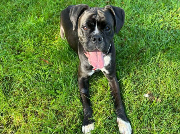 Boxer dog 2 years old for sale in Ashford, Devon