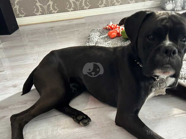 Boxer dog 2 years old for sale in Ashford, Devon - Image 3